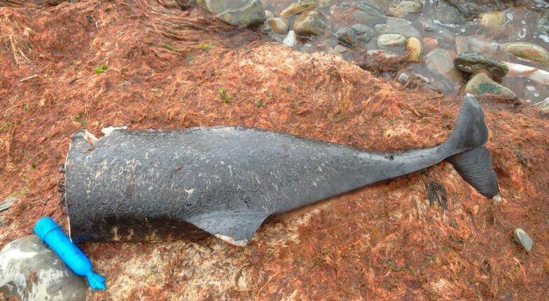 На Кубани обнаружили обезглавленных дельфинов с вырванными позвоночниками