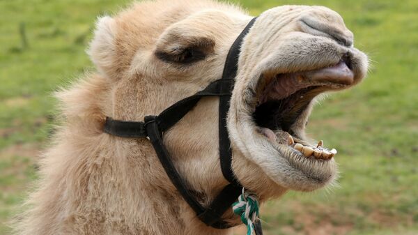 «Ты - верблюд позорный!» В барнаульском зоопарке появилась «доска позора» с павлином Сахарком и верблюдицей Викой