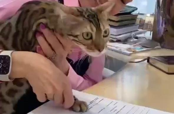 «Сенсация»: в Барнауле кошка заняла руководящую должность в одной из компаний - ВИДЕО