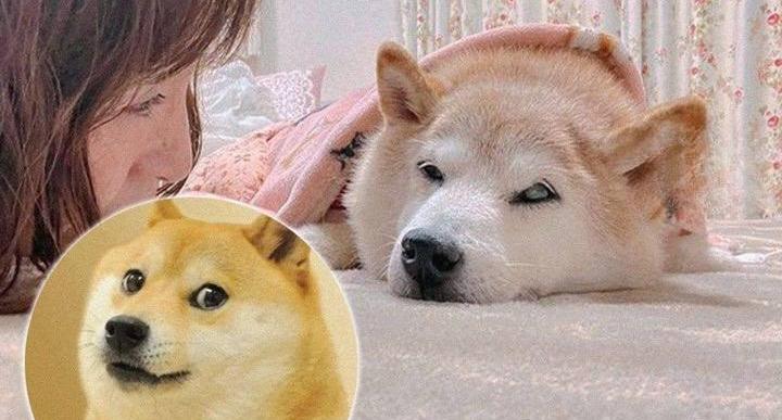 Собака из всемирно известного мема Doge серьёзно заболела и может умереть 