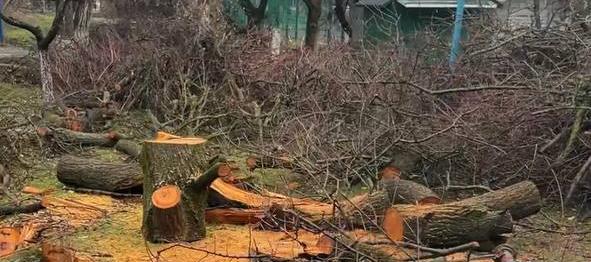 «Ни пройти, ни проехать!» На Кубани после «шторма века» со двора трёхэтажки почти две недели не вывозят поваленные деревья – ВИДЕО