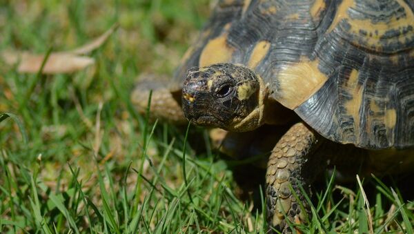В национальном парке Сочи выпустили на свободу краснокнижную черепаху