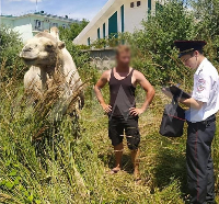 В Анапе фотографу с верблюдом грозит административное наказание