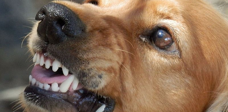 В Краснодаре около парка Галицкого стая собак покусала 11-летнюю девочку