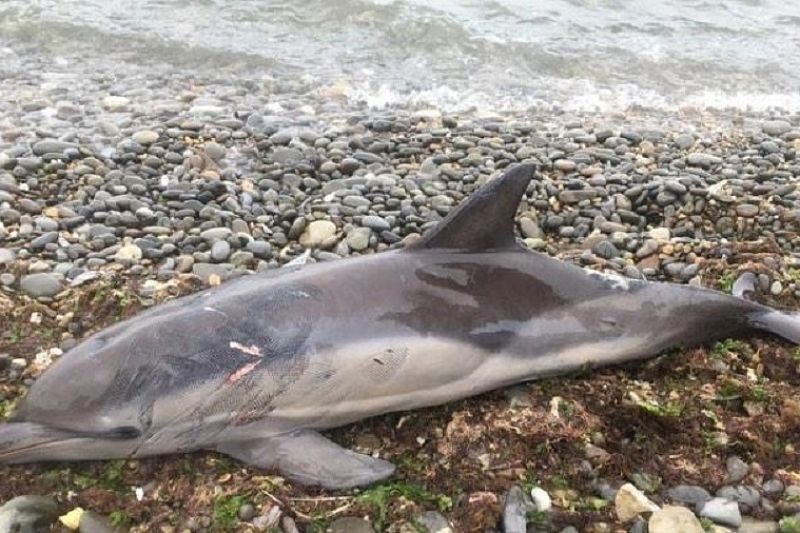 На Кубани погиб дельфин-белобочка