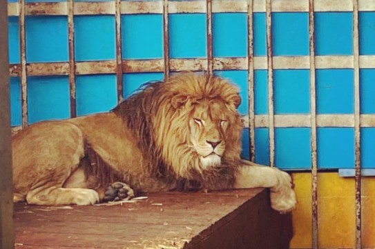 Анапского льва Тиграна хотят отправить в Африку на поиски львицы