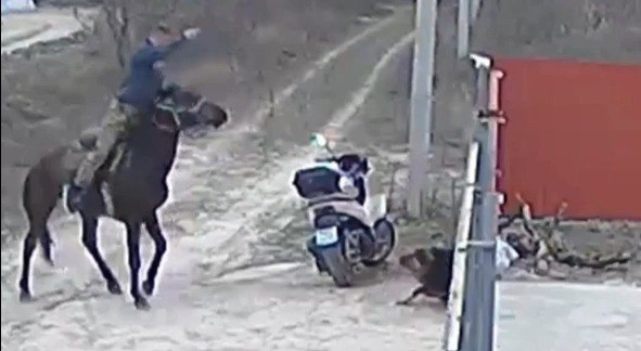 «Отхлестал и ускакал!» В Краснодарском крае живодёр на коне избил пса, животное спасла местная жительница