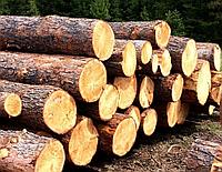 Житель Кубани незаконно вывозил за границу древесину хвойных пород