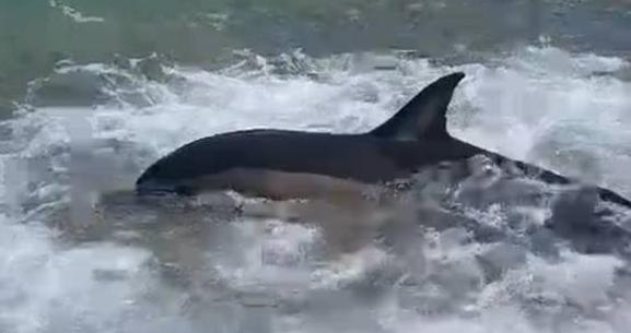 Трупы дельфинов волны выбрасывают на берег Чёрного моря под Геленджиком