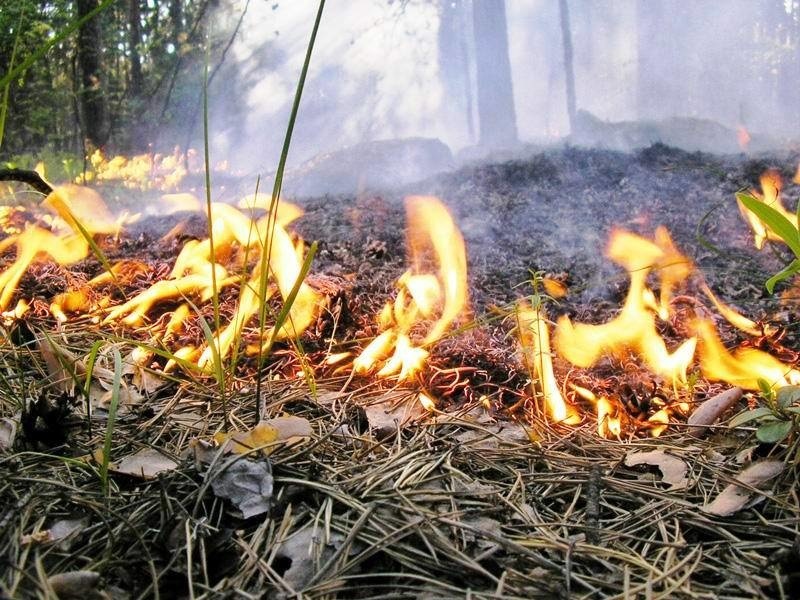 Под Геленджиком загорелся лес