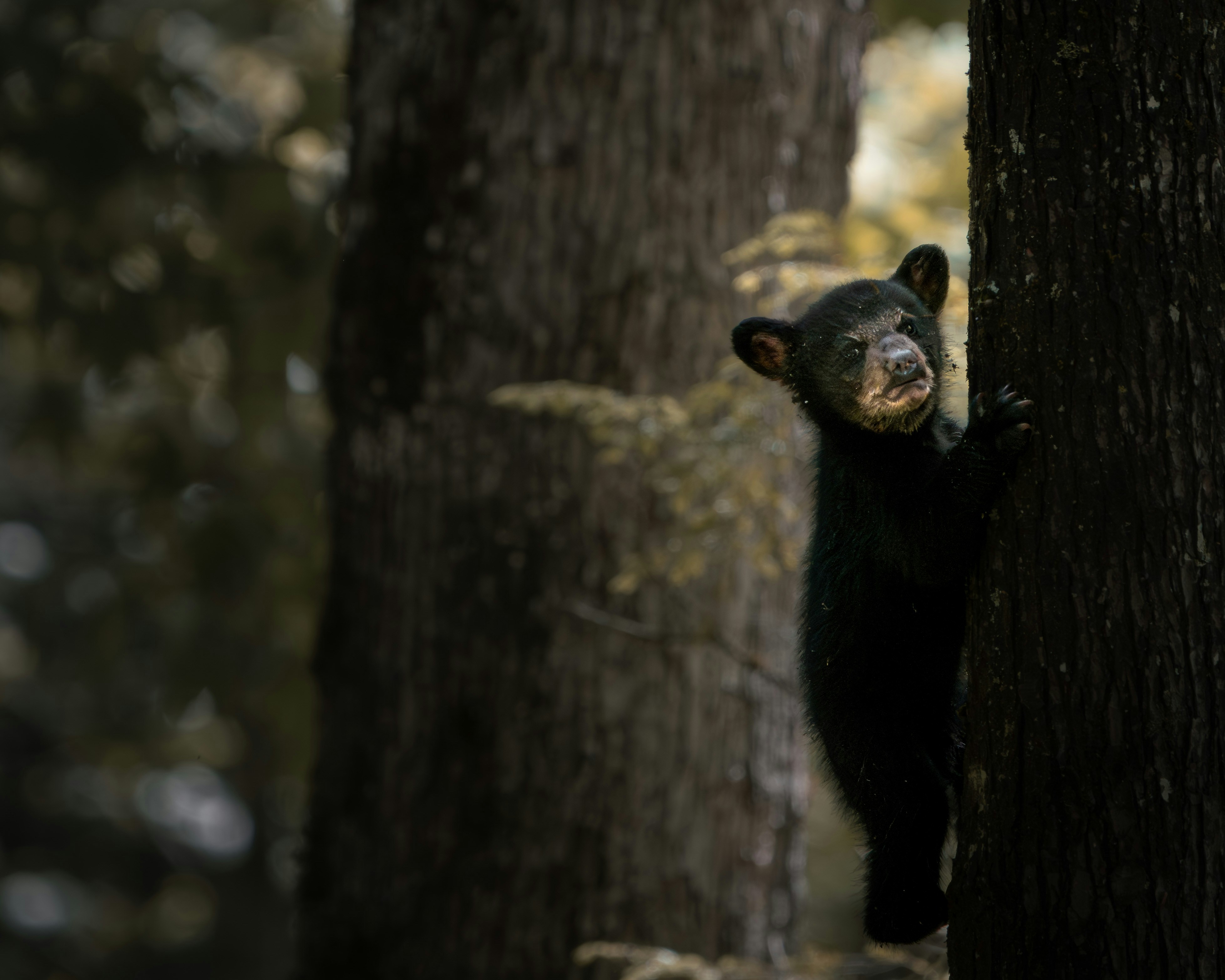 Some bears in Sochi may delay or skip winter hibernation
