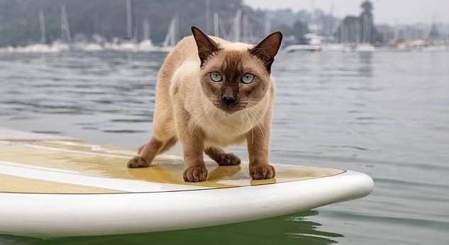 «Свой среди чужих»: в Австралии кот одержал победу в заплыве для собак