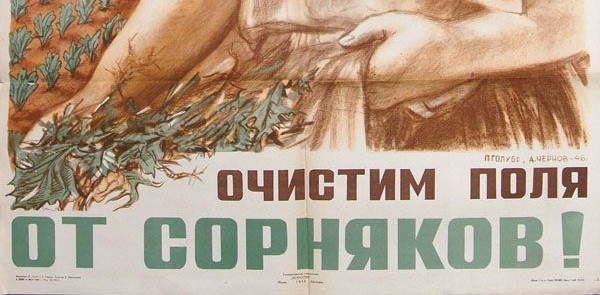 В Гордуме Краснодара призвали вернуться к советскому опыту борьбы с амброзией