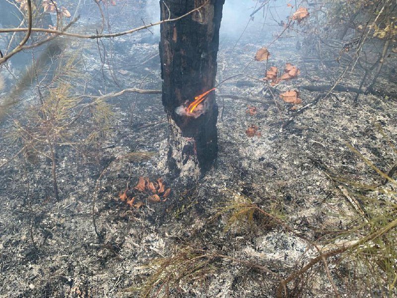 «Новая экологическая катастрофа?» В Геленджике произошел пожар в лесу