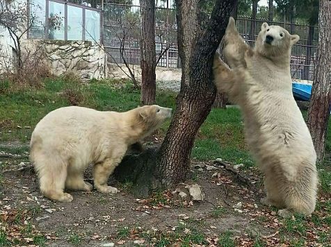 В Геленджике пройдёт праздник в честь дня рождения белых медвежат