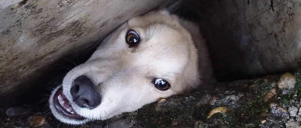 На Кубани спасатели достали собаку, зажатую бетонными плитами