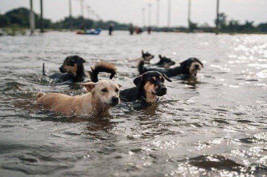 Бродячие собаки в воде в Новой Каховке.jpg