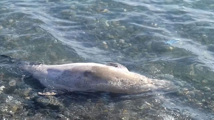 В Сочи массово погибают дельфины.jpg