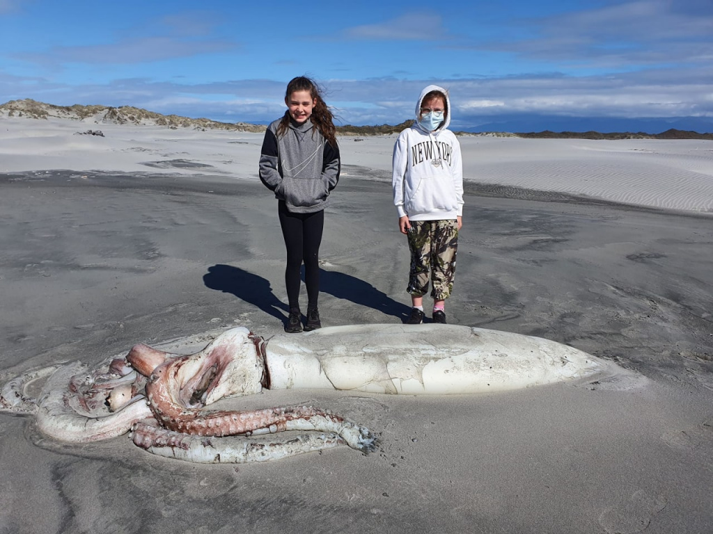 Местные жители и туристы Новой Зеландии обнаружили на берегу гигантского мёртвого кальмара 2.jpg