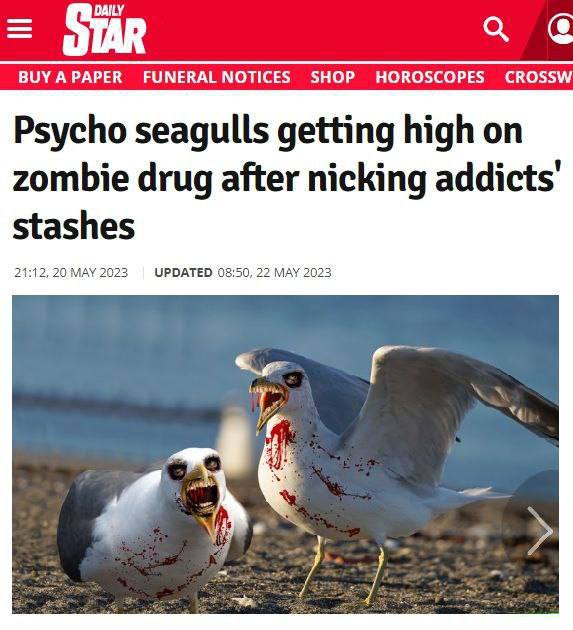 Британские чайки-зомби.jpg