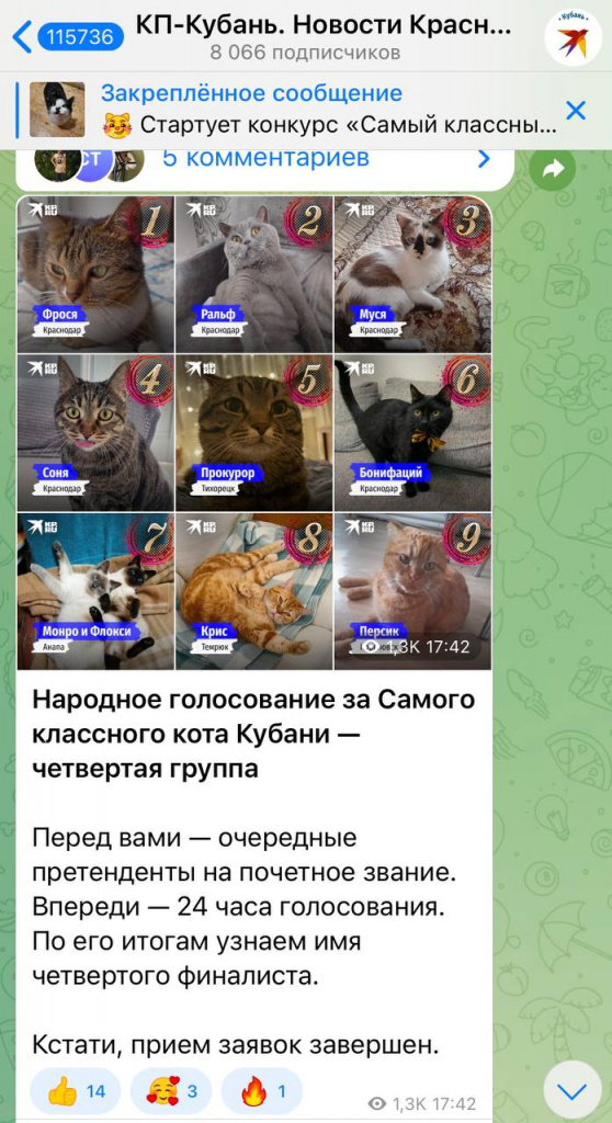 Самый классный котик Кубани1.jpg
