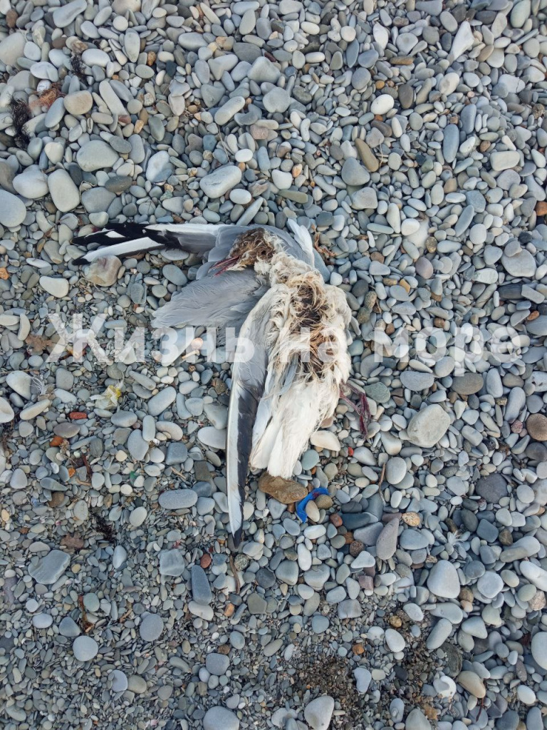 Дохлая птица на пляже Геленджика.jpg