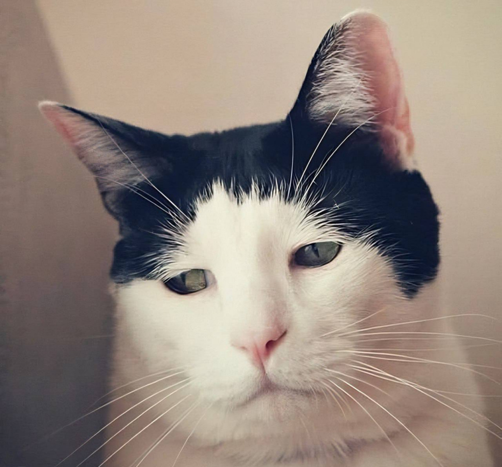 Самый грустный кот в мире» живёт в Японии: 13-летний кот Панчо прославился  из-за печальной мордашки