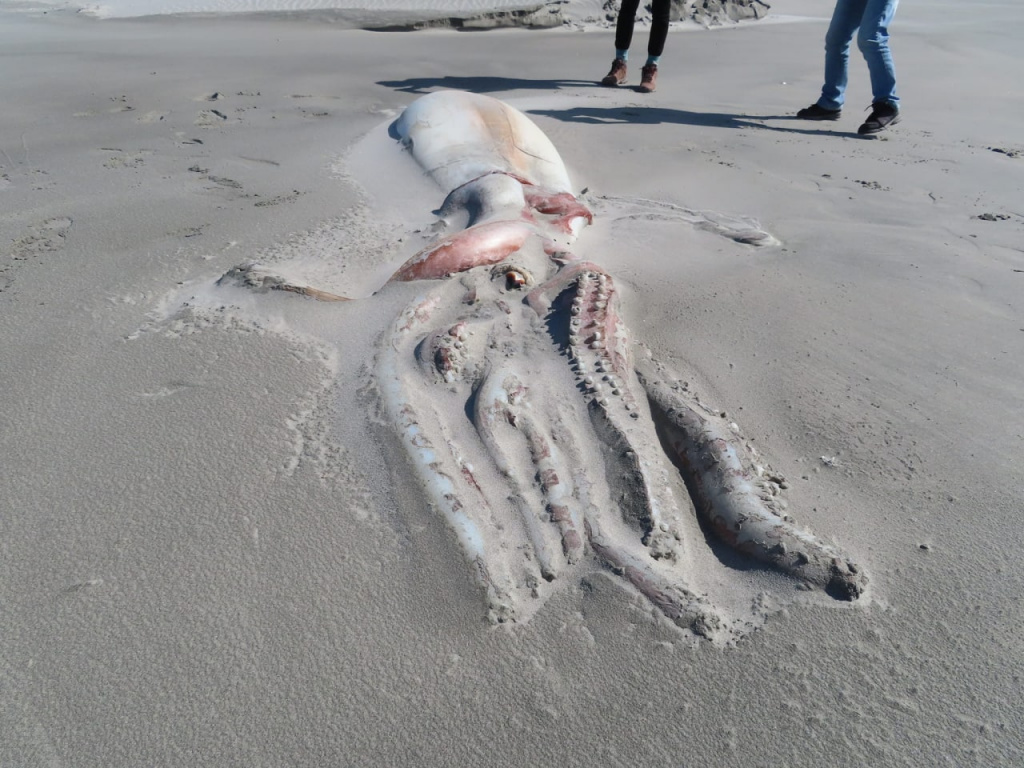 Местные жители и туристы Новой Зеландии обнаружили на берегу гигантского мёртвого кальмара 1.jpg
