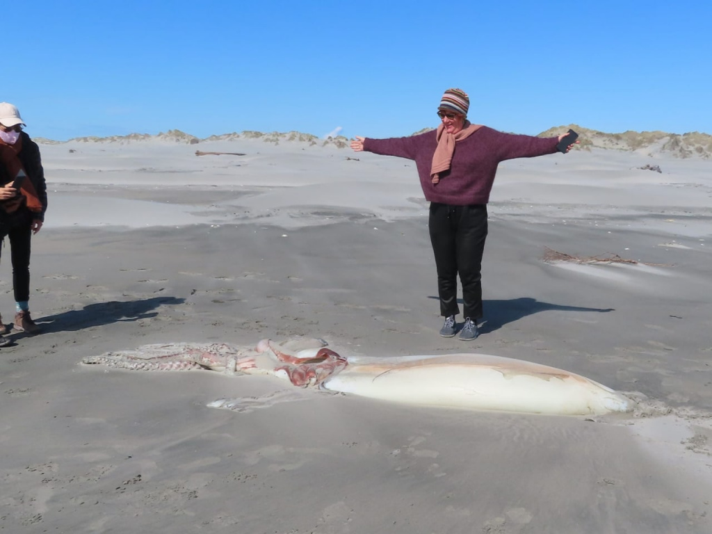 Местные жители и туристы Новой Зеландии обнаружили на берегу гигантского мёртвого кальмара 3.jpg