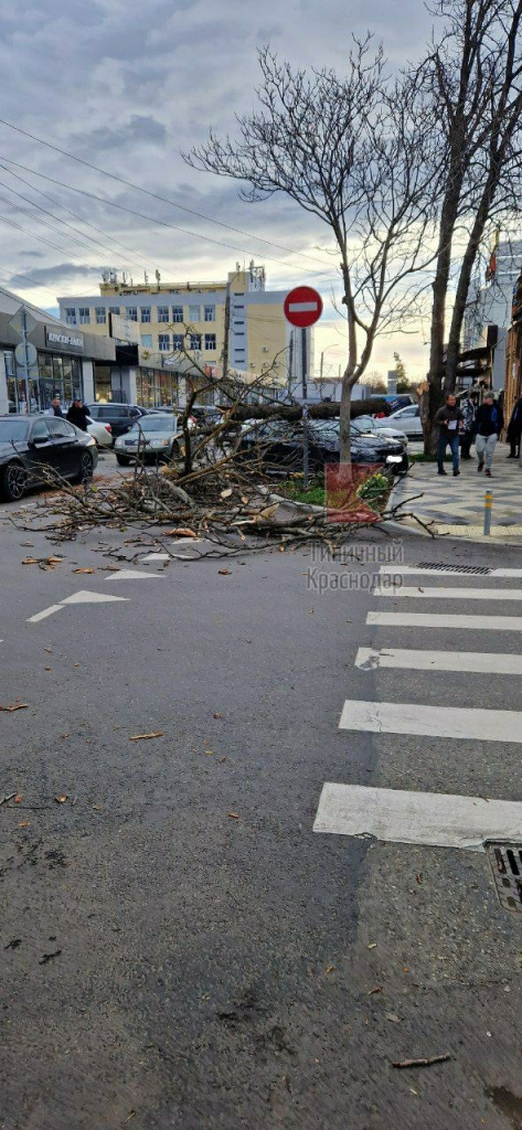 В Краснодаре ветер повалил дерево на иномарку2.jpg