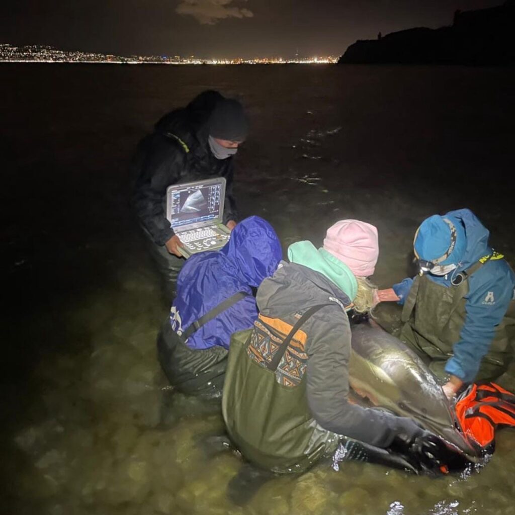 Найденных под Новороссийском дельфиниху и её детёныша спасали на протяжении пяти дней.jpg