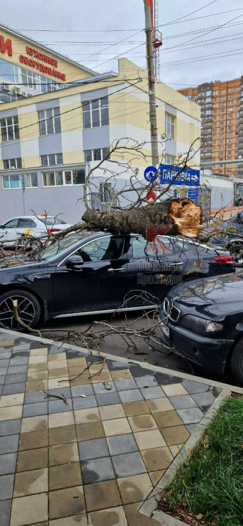 В Краснодаре ветер повалил дерево на иномарку1.jpg