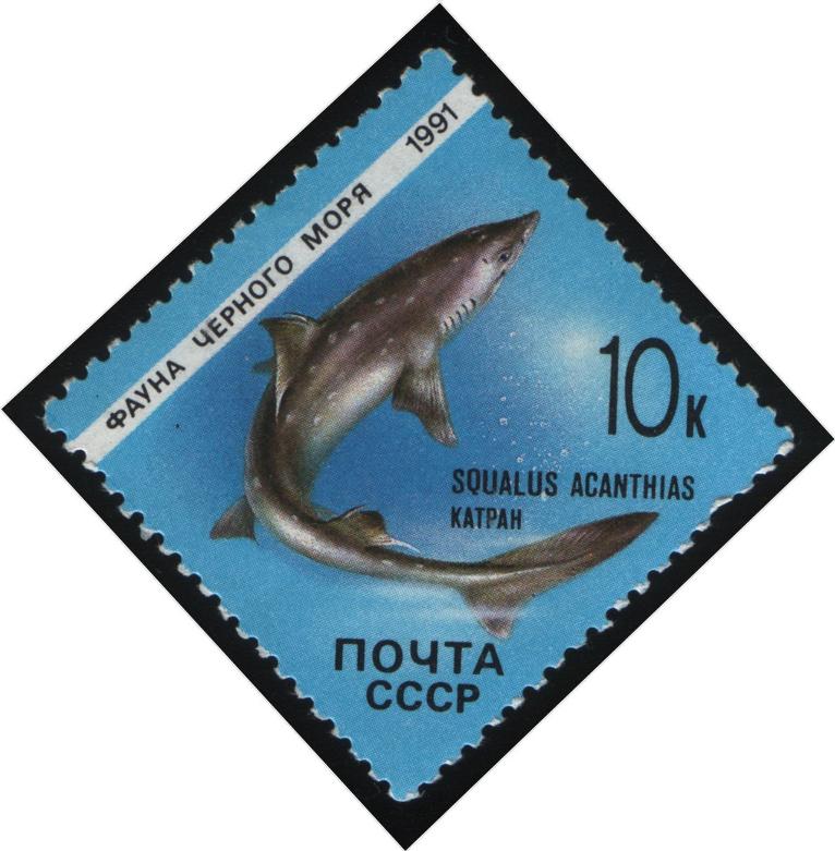 Черноморская колючая акула, которая обитает в водах Чёрного моря, боится людей и абсолютно не угрожает их жизни.jpg