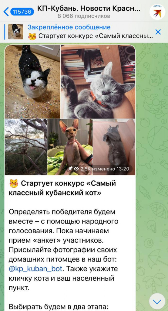 Самый классный котик Кубани.jpg Самый классный котик Кубани.jpg
