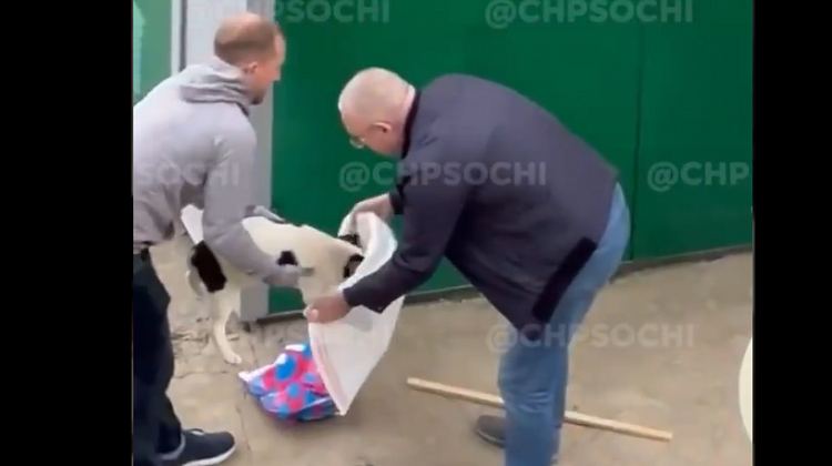 В городе Сочи несколько активистов отлавливают собак, заматывают их в пакеты и погружают в багажник автомобиля, куда злоумышленники отвезли пойманных животных - пока непонятно.png