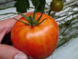Из Новороссийска в Турцию и Египет были возвращены томаты, заражённые опасным вирусом.jpg