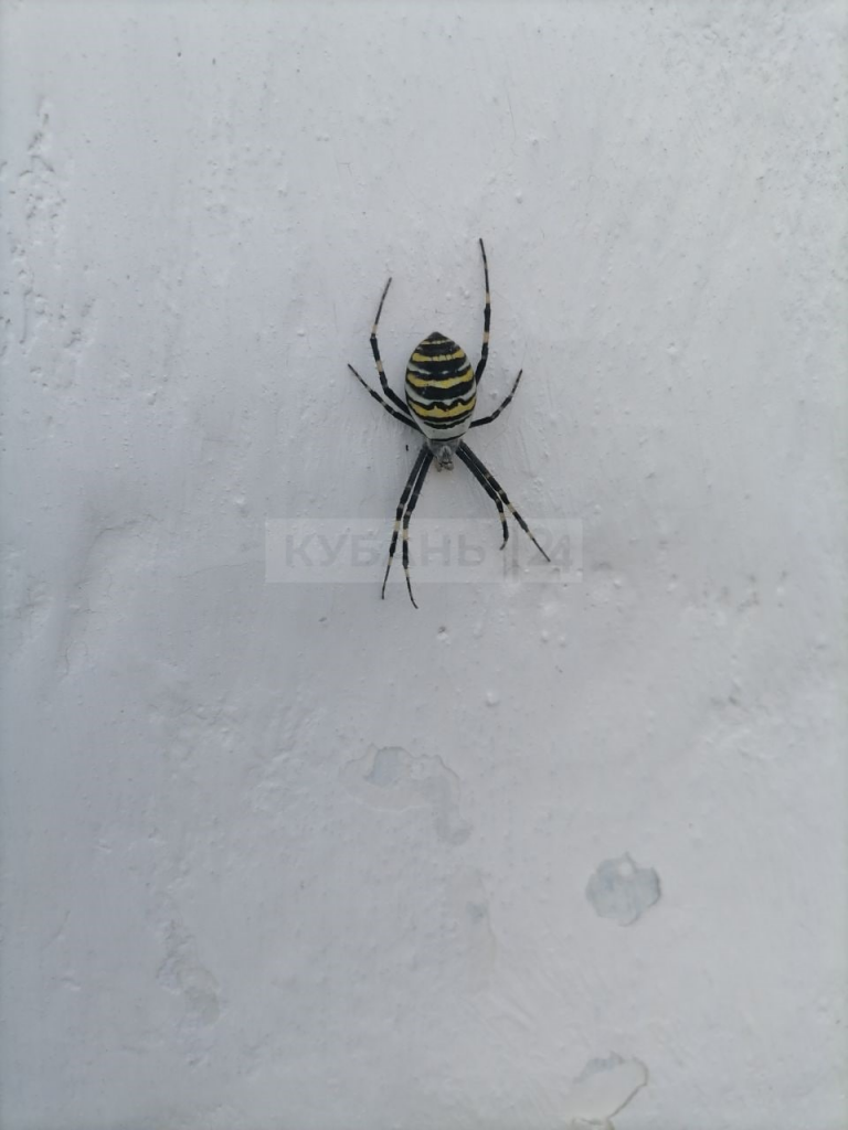 В Отрадненском районе Краснодарского края местные жители обнаружили гигантского паука-осу.png