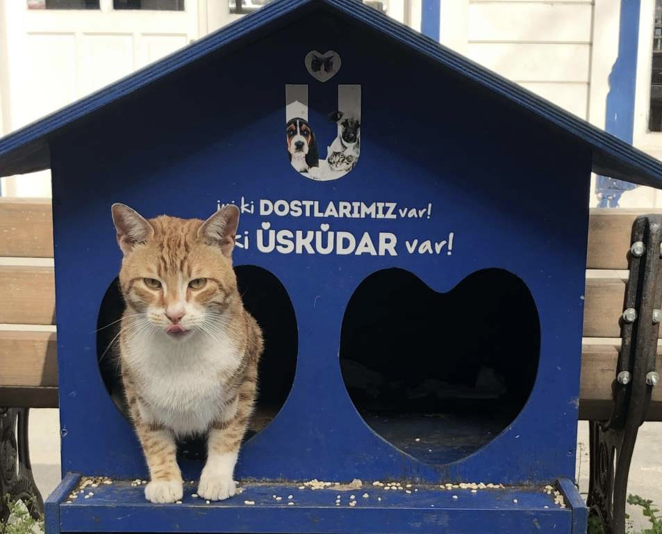 Домик для кошек в Турции.png