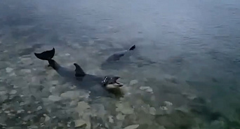 В Севастополе хозяин дельфинария выбросил в море дельфинов-афалин, один из них был ранен