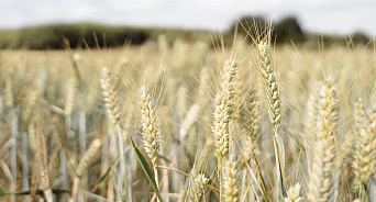 На Кубани установлен исторический рекорд по сбору урожая 