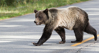 На Кубани в горах Туапсе заметили медведей на проезжей части – ВИДЕО