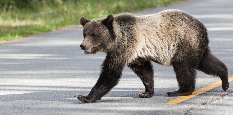 На Кубани в горах Туапсе заметили медведей на проезжей части – ВИДЕО