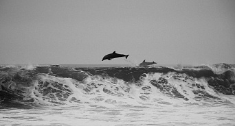 На Кубани продолжают находить тела выбросившихся на берег дельфинов: у одного хвост обмотан верёвкой – ВИДЕО