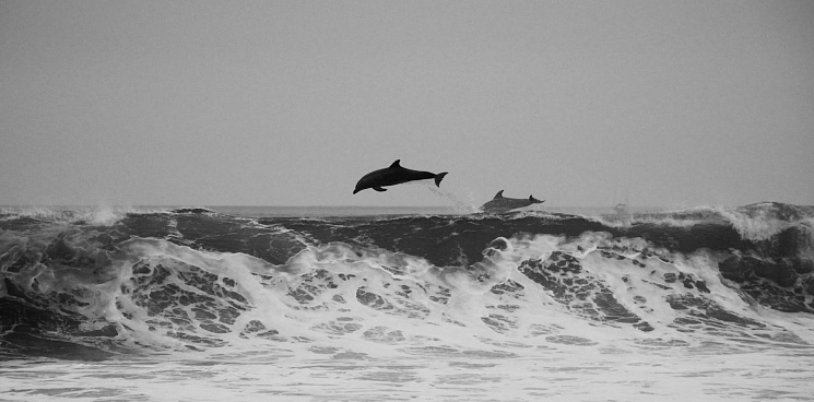 На Кубани продолжают находить тела выбросившихся на берег дельфинов: у одного хвост обмотан верёвкой – ВИДЕО