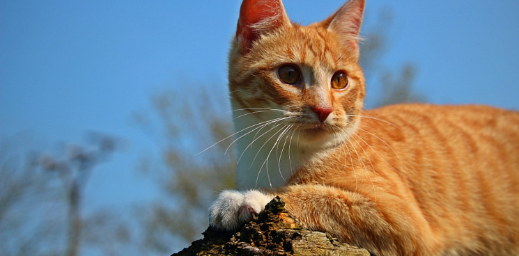 В Новороссийске спасли загнанного шакалами кота