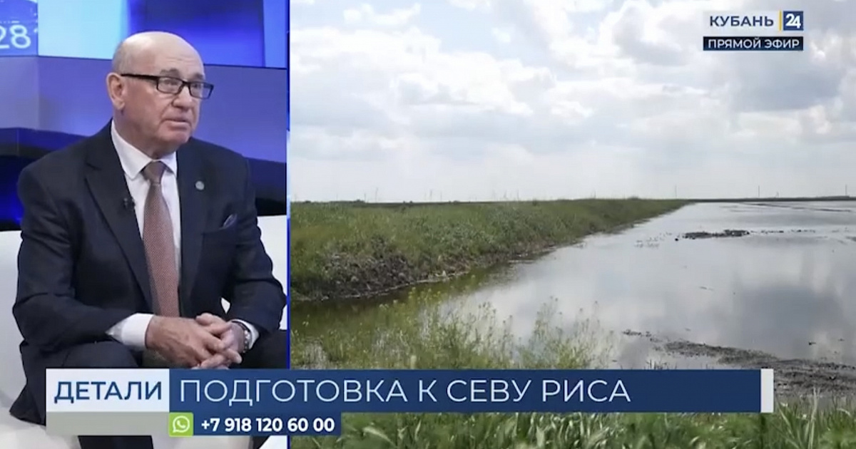 Кубанские аграрии делают ставку на отечественные семена