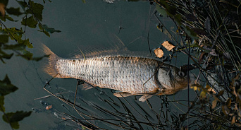 На Кубани на реке Бейсуг массово дохнет рыба: эксперт связал произошедшее с человеческой халатностью  
