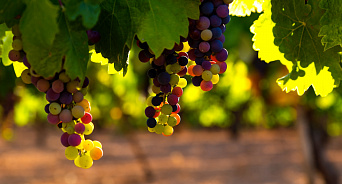 «Винограда будет меньше, но вином напоим всю Россию!» На Кубани ожидают меньший урожай винограда, чем в 2022 году