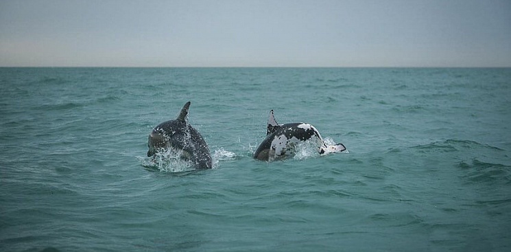 В Краснодарском крае в море заметили пятнистого дельфина