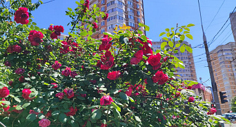  «Ярко солнце светит. В воздухе тепло»: в Краснодарском крае 23 мая будет без осадков, днём потеплеет до 29 градусов